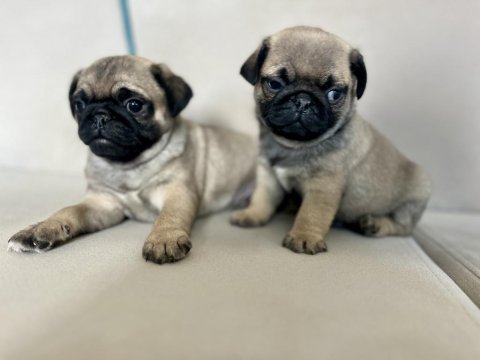 Erkek pug yavrularımız kalite asla tesadüf değildir