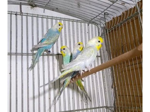 Rainbow muhabbet kuşları takımları