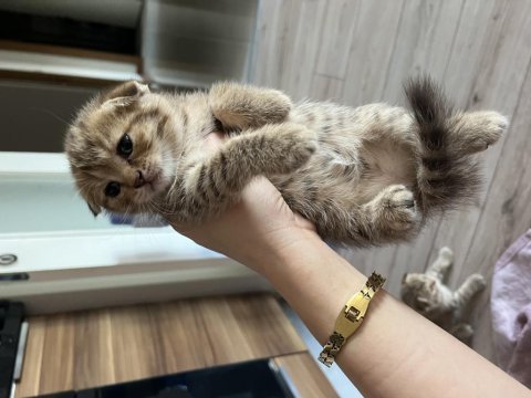Safkan british shorthair yavrular