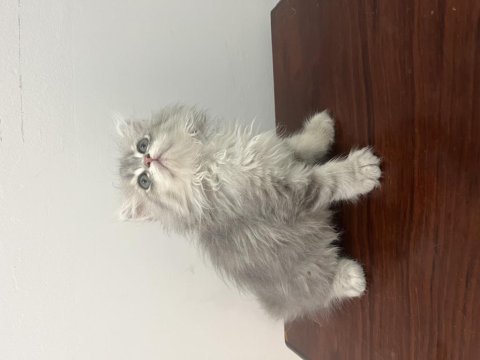 British longhair minnaklar