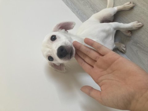 Yavru jack russell terrier
