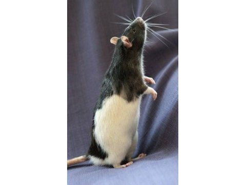 Bırbırınden sevımlı rat fareler