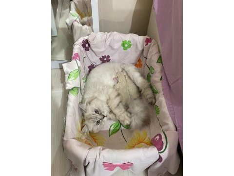 British shorthair yavru kedimiz
