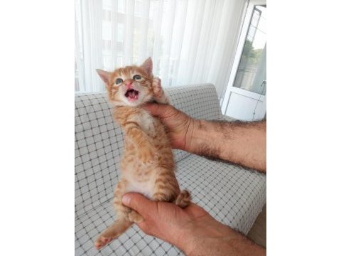 Terk etmişler sarman miniği