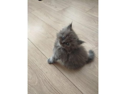 Son kalan erkek british longhair
