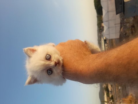 Bluepoint british shorthair yavru kediler