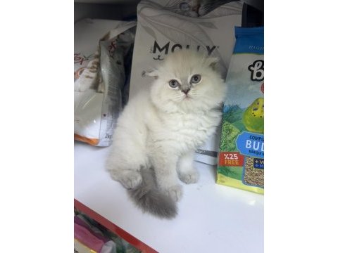Scottish fold erkek