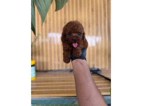 Toy poodle köpekler