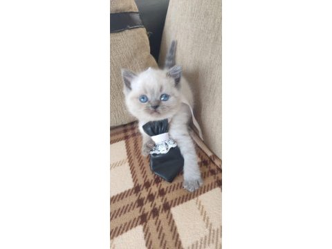 British shorthair blue point