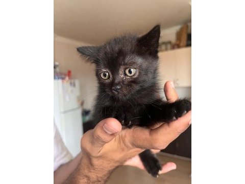British shorthair