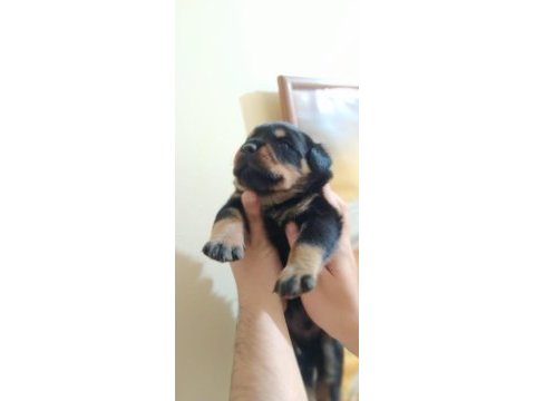 A kalite rottweiler yavrusu