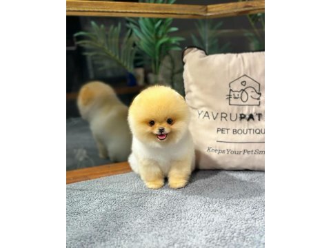 Özel pomeranian yavrular sağlık garantili
