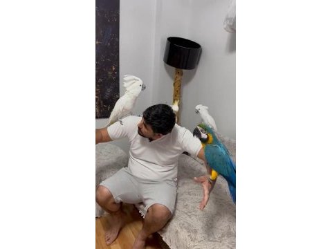Tam bir resim kuşu ara macaw