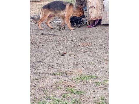 Alman malinois yavrular