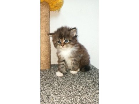 Dernek kayıtlı full şecereli aşıları tamam safkan maine coon