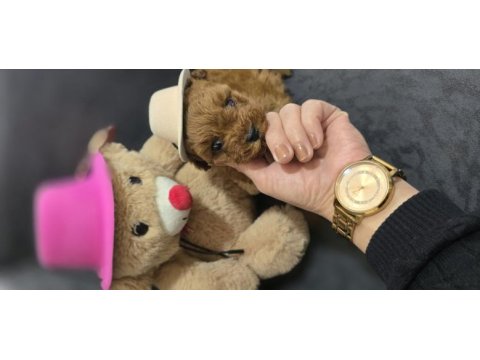 Toy poodle dişi ve erkek yavrumuz