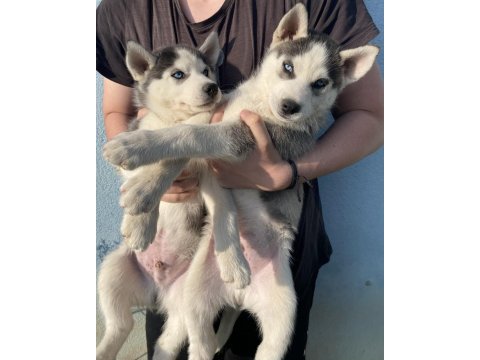 Orijinal husky yavruları