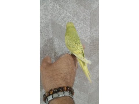 30 günlük muhabbet kuşu yavrum