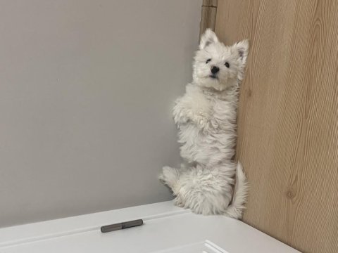 4 aylık maltese terrier