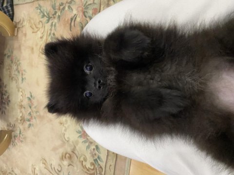 Molly pomeranian köpeği
