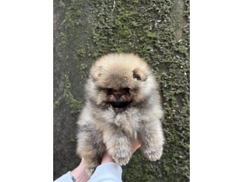 Üst kalite ayıcık surat pomeranian boo
