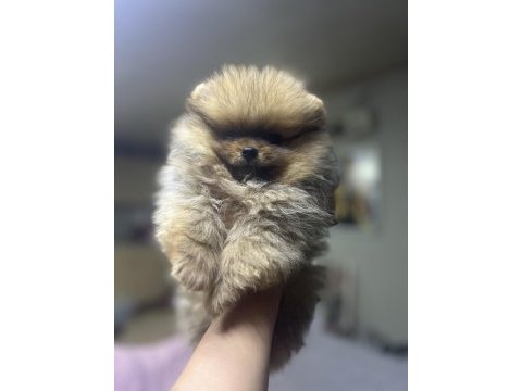 Pomeranian boo bebeklerim