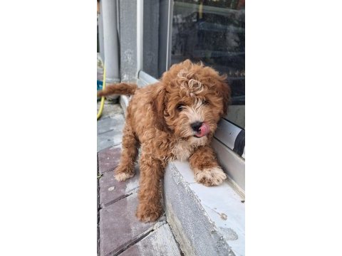 Karma aşıları yapılmış maltipoo yavrular