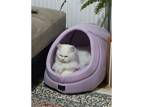 British longhair 1 yaşında