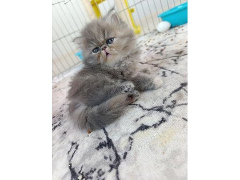 Güzel iran kedisi bebeğim