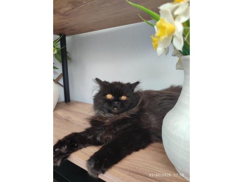 Cinnamon erkek british longhair