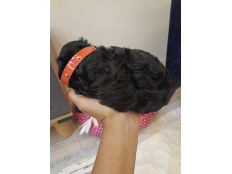 Bebek toy poodle 40 günlük