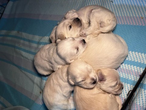 0 numara maltese köpeğimiz