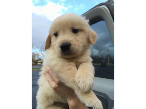 Erkek dişi golden retriever yavrularımız