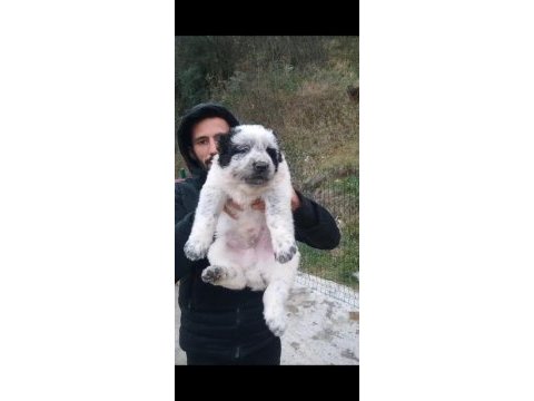Dikkat çeken alabay yavruları