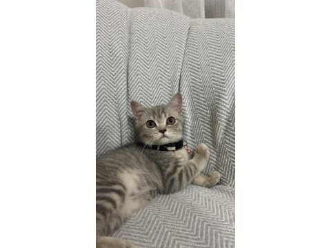 3 aylık yavru dişi british shorthair