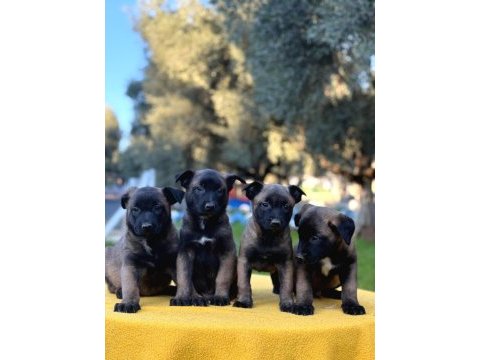 Irk ve saglık garantili malinois yavrular
