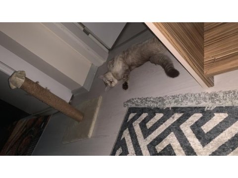 Uygun puanla sahiplendirilecek british shorthair oğlum