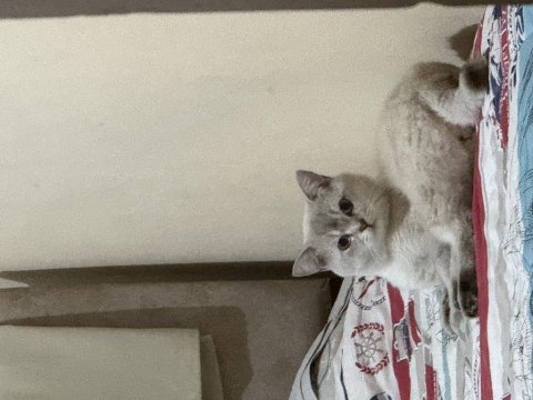 Sahiplendirme british shorthair 1.5 yaşında