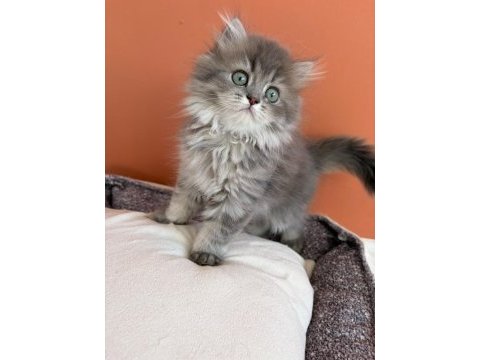 British longhair yavrularımız yuvalarını arıyor