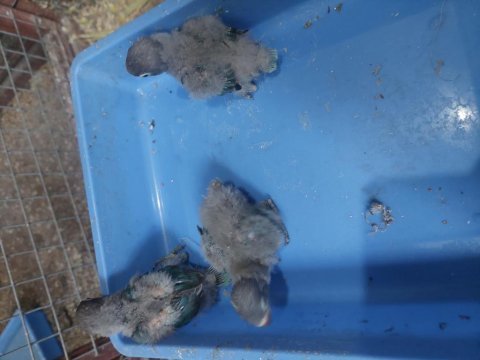 Personato cennet papağanı yavrular
