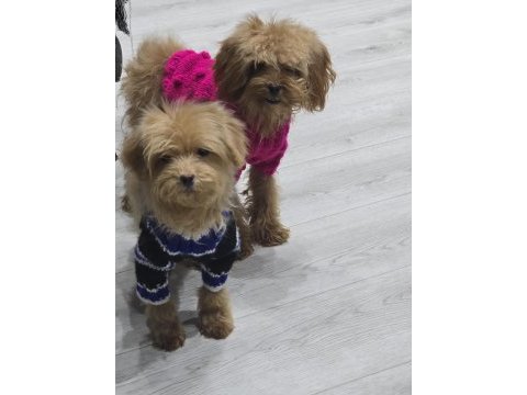 Sıfır numara maltipoo yavru