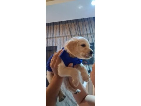 2 aylık golden retriever sevimli yavrumuza yeni yuva