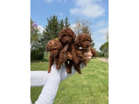 Irk garantili koyu renk toy poodle yavruları