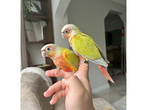 Suncheek konur bebekler