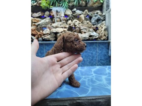 Safkan kore poodle