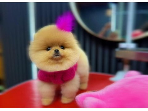 Taş gibi pomeranian boo bebeeeek
