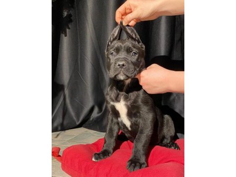Safkan italyan mastifi cane corso