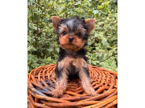 Teacup yorkshire terrier