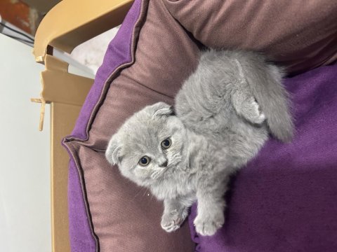 Dişi scottish fold yavru