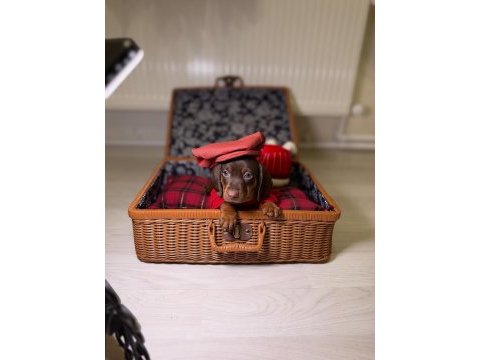 Safkan sosis dachshund yavrular